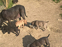 italian cane corso puppies